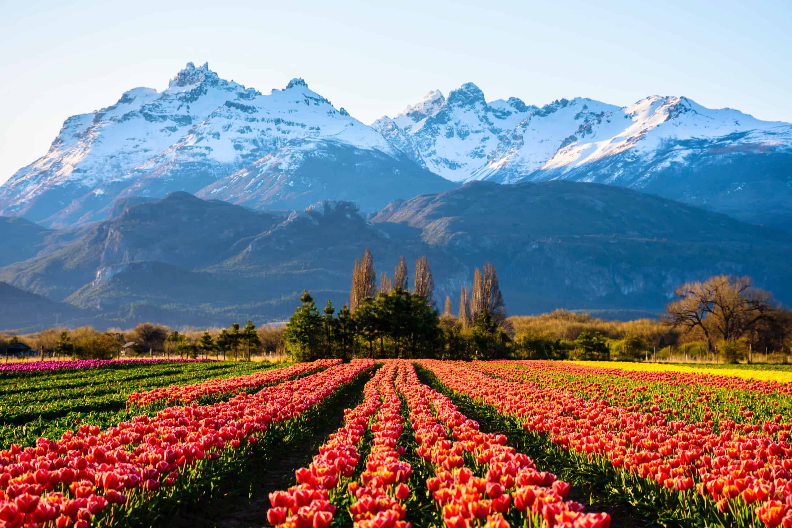 Field of tulips against snow-capped Andes mountains in Trevelin, Patagonia, Argentina